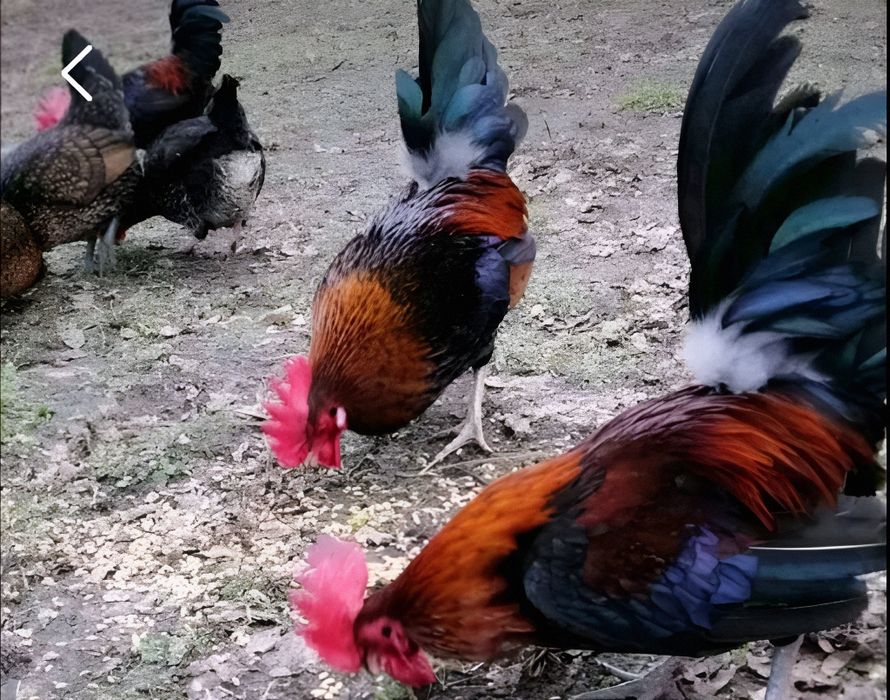 Бентамки півники