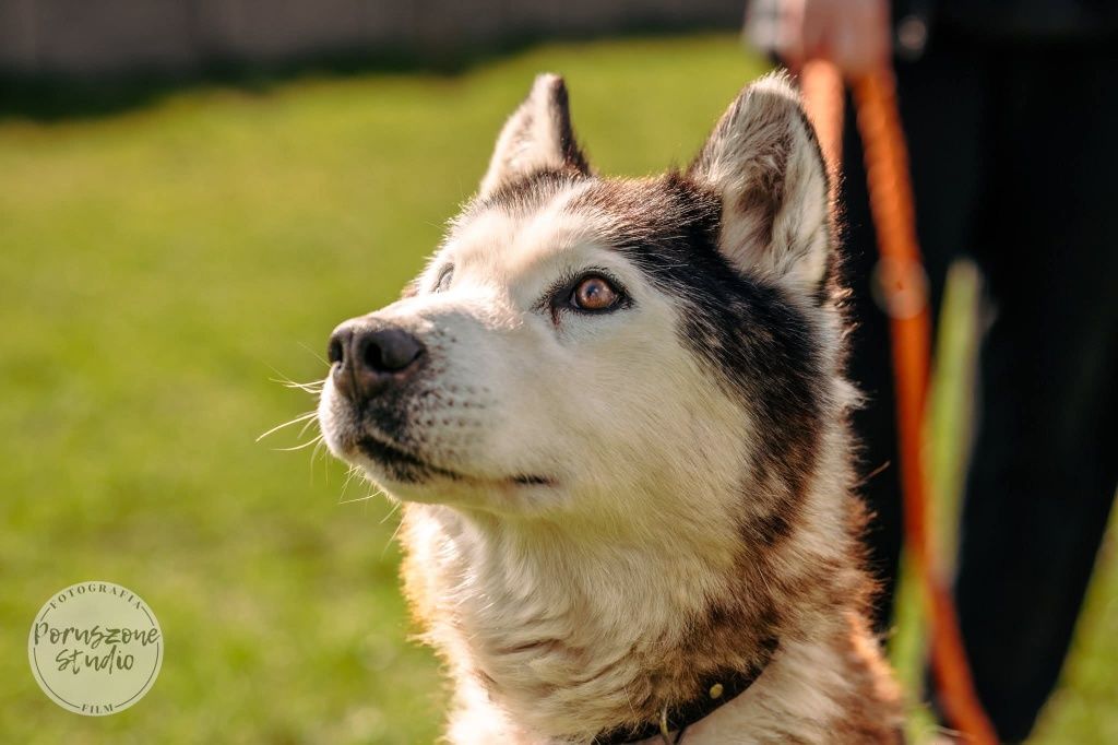Elton psiak w typie Husky’ego czeka na dom