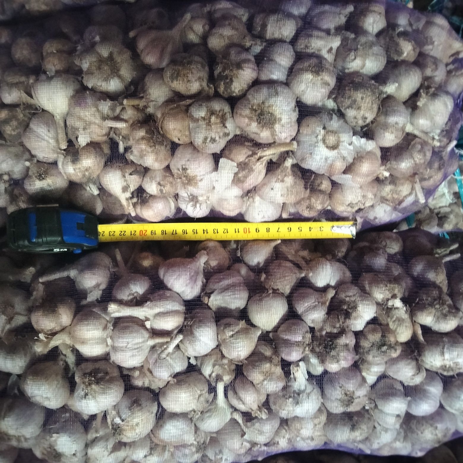 Продам посадковий часник,сорт Любаша.