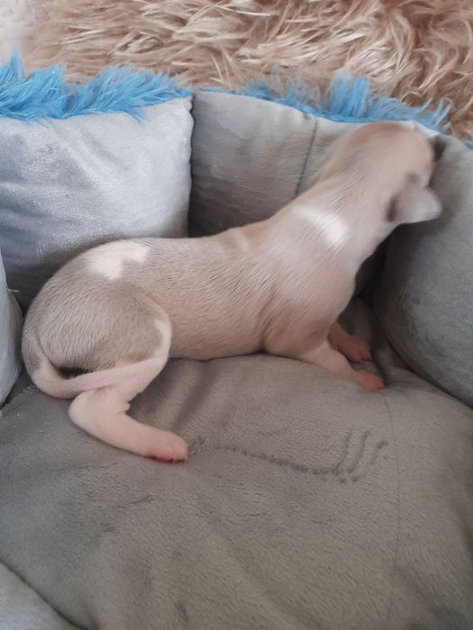 Chart Angielski Whippet FCI piesek błękitno- płowy.