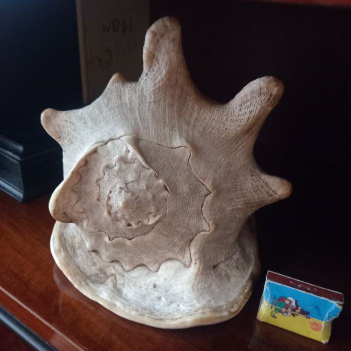 Ракушка морская.