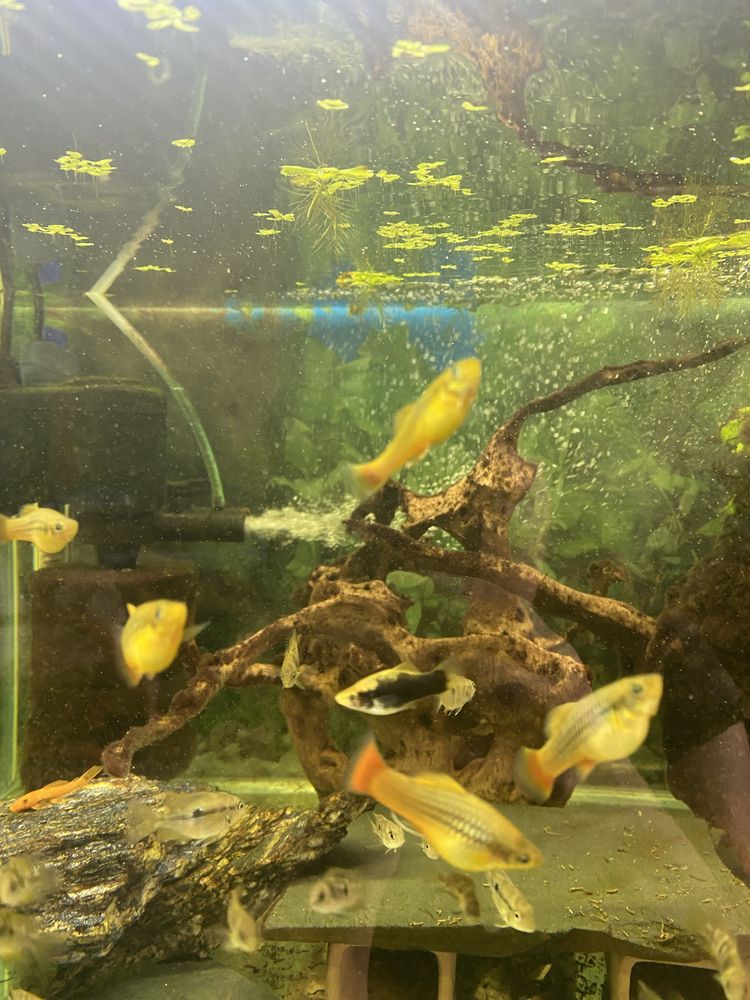 Platka- Zmienniak wielobarwny Variatus multicolor