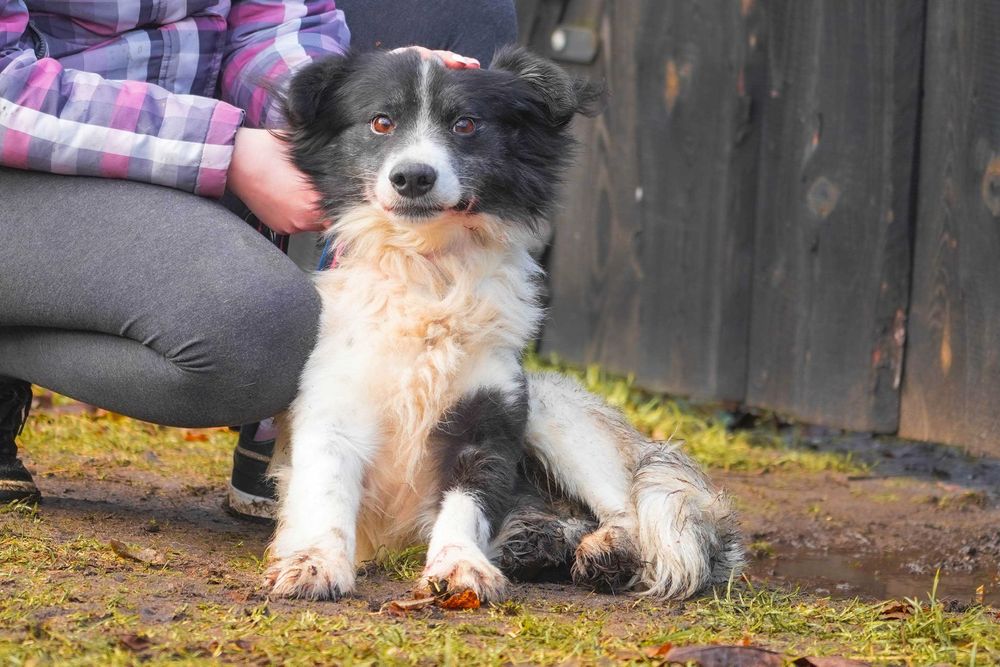 Konor - śliczny czarno-biały puchaty piesek