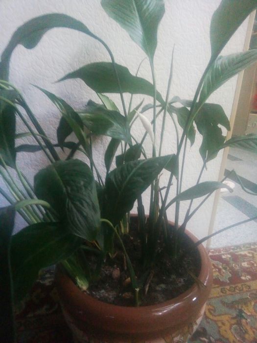 королевский спатифилиум