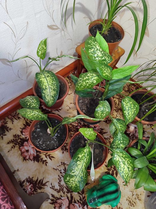 Комнатный цветок адениум диффенбахия фикус аглоанема сингониум пальма