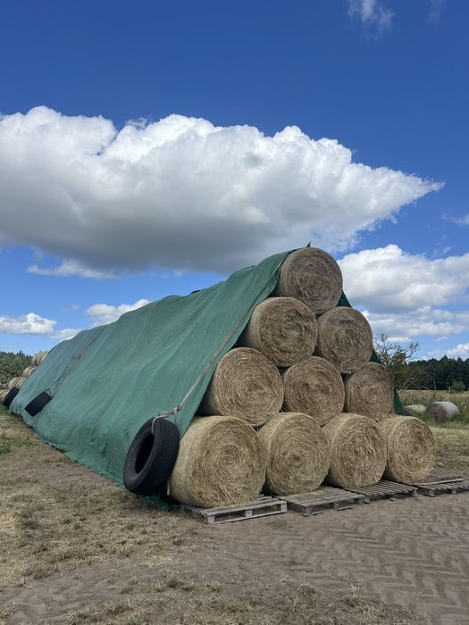 Siano bele 155 cm transport