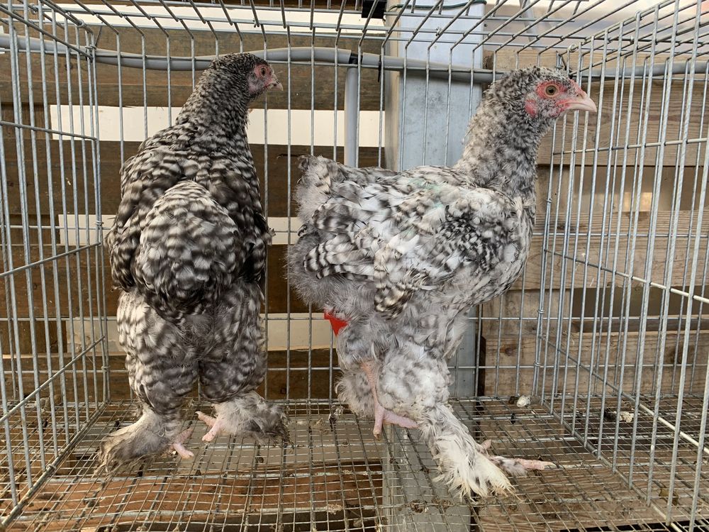 Casal ou trio de galinhas de raça Malines
