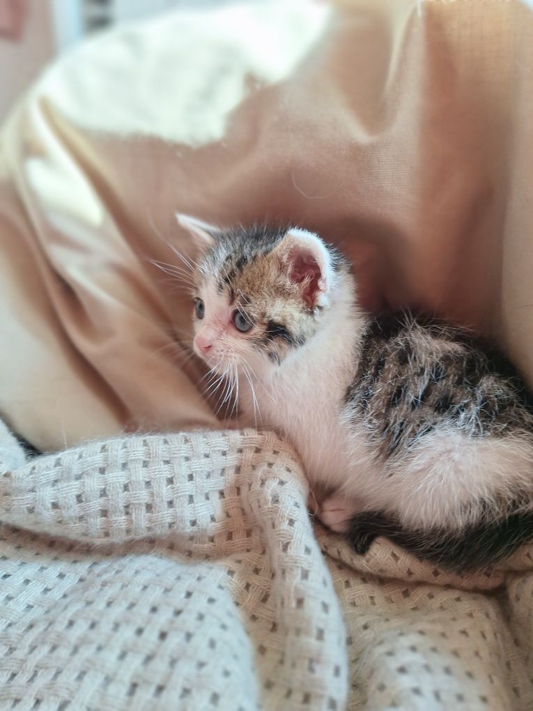 Malutka Coco szuka domku. Kot kociak kotek