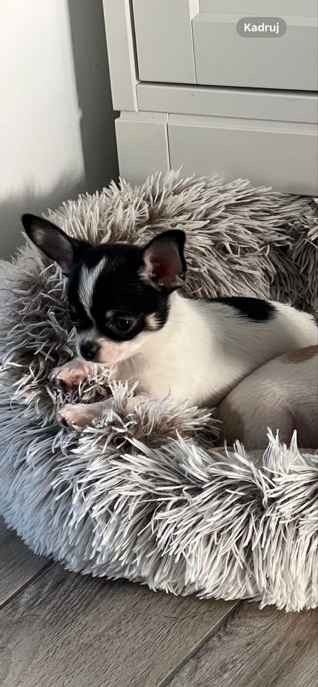 Chihuahua krótkowłosy ZKwP/ FCI