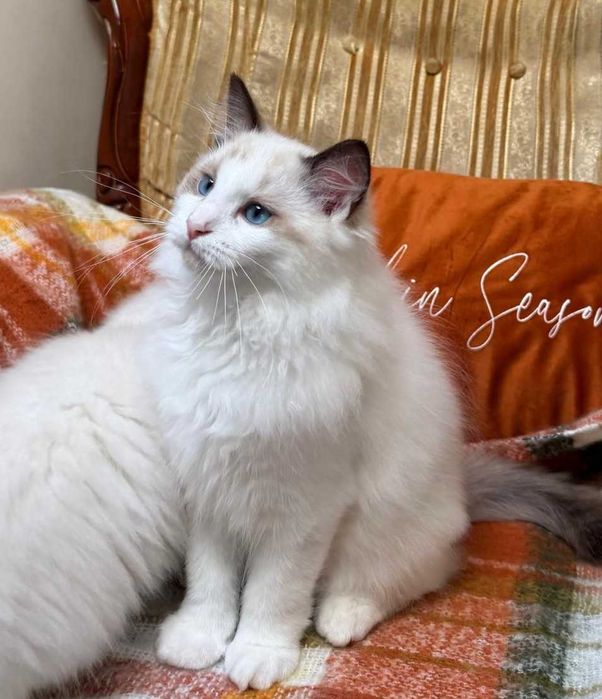 Towarzyski kocurek Ragdoll