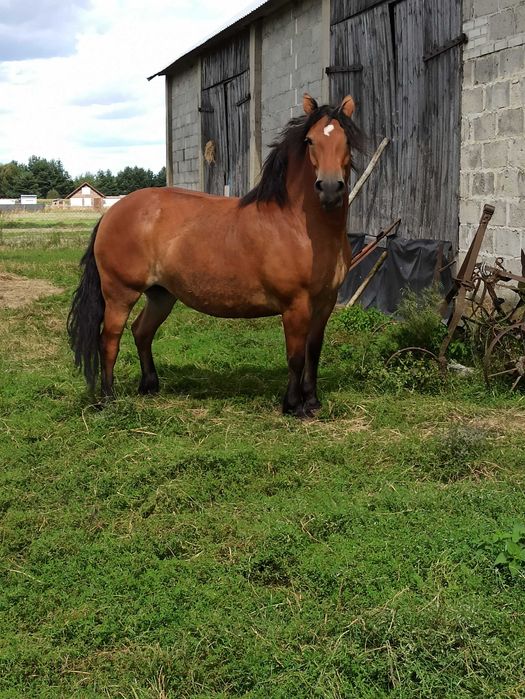 6- letnia klacz zimnokrwista