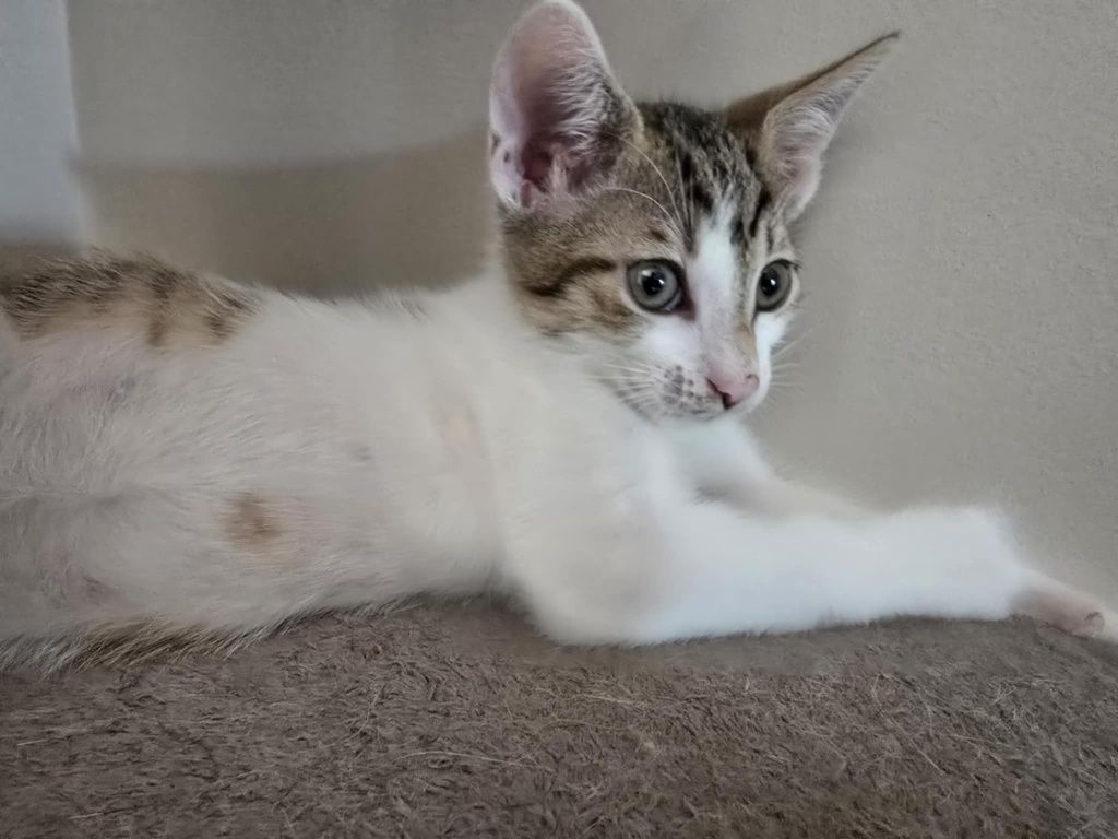Hallo domku gdzie jesteś Franek kocurek do adopcji