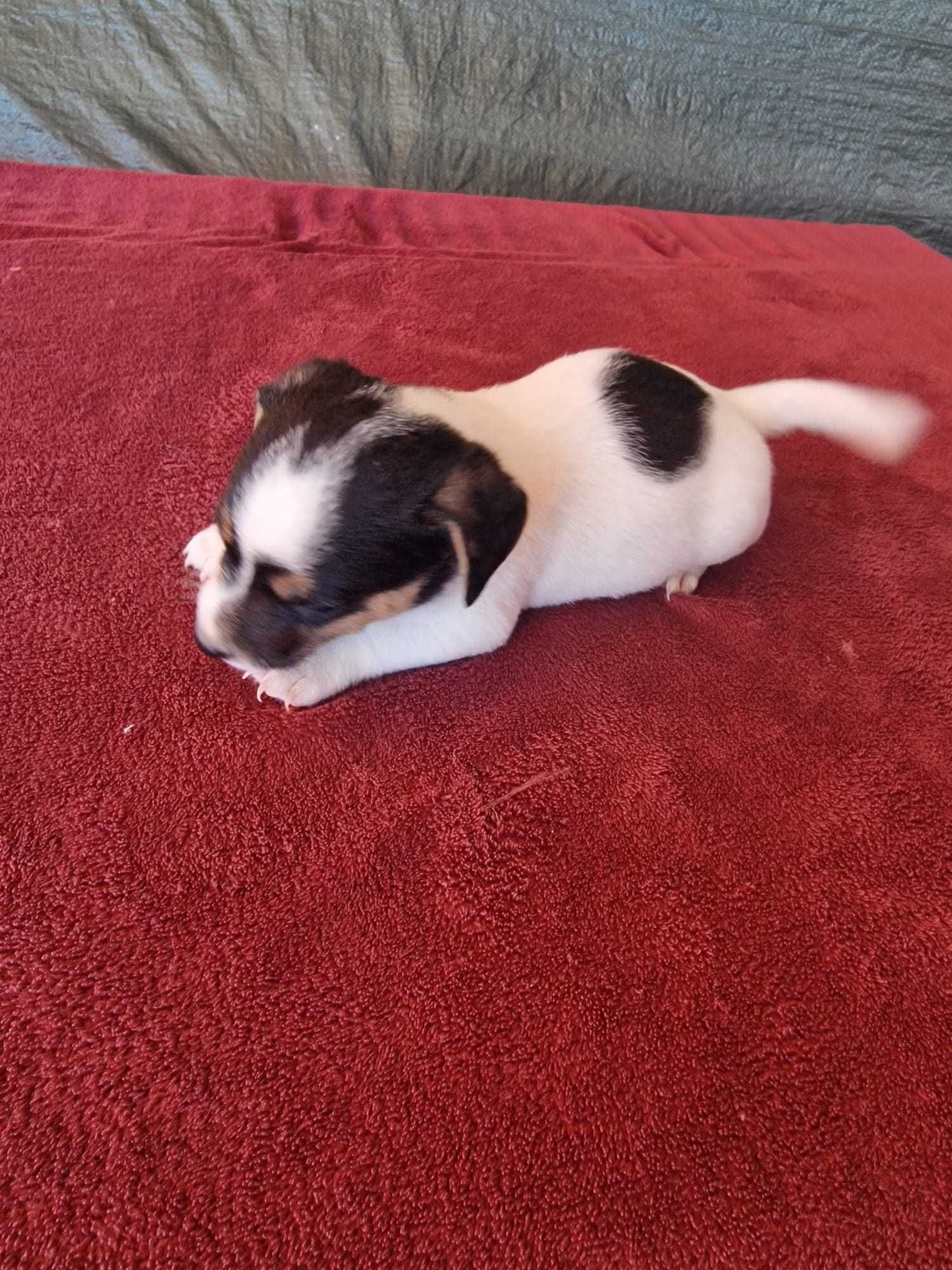 Jack Russel de porte pequeno, oportunidade única.