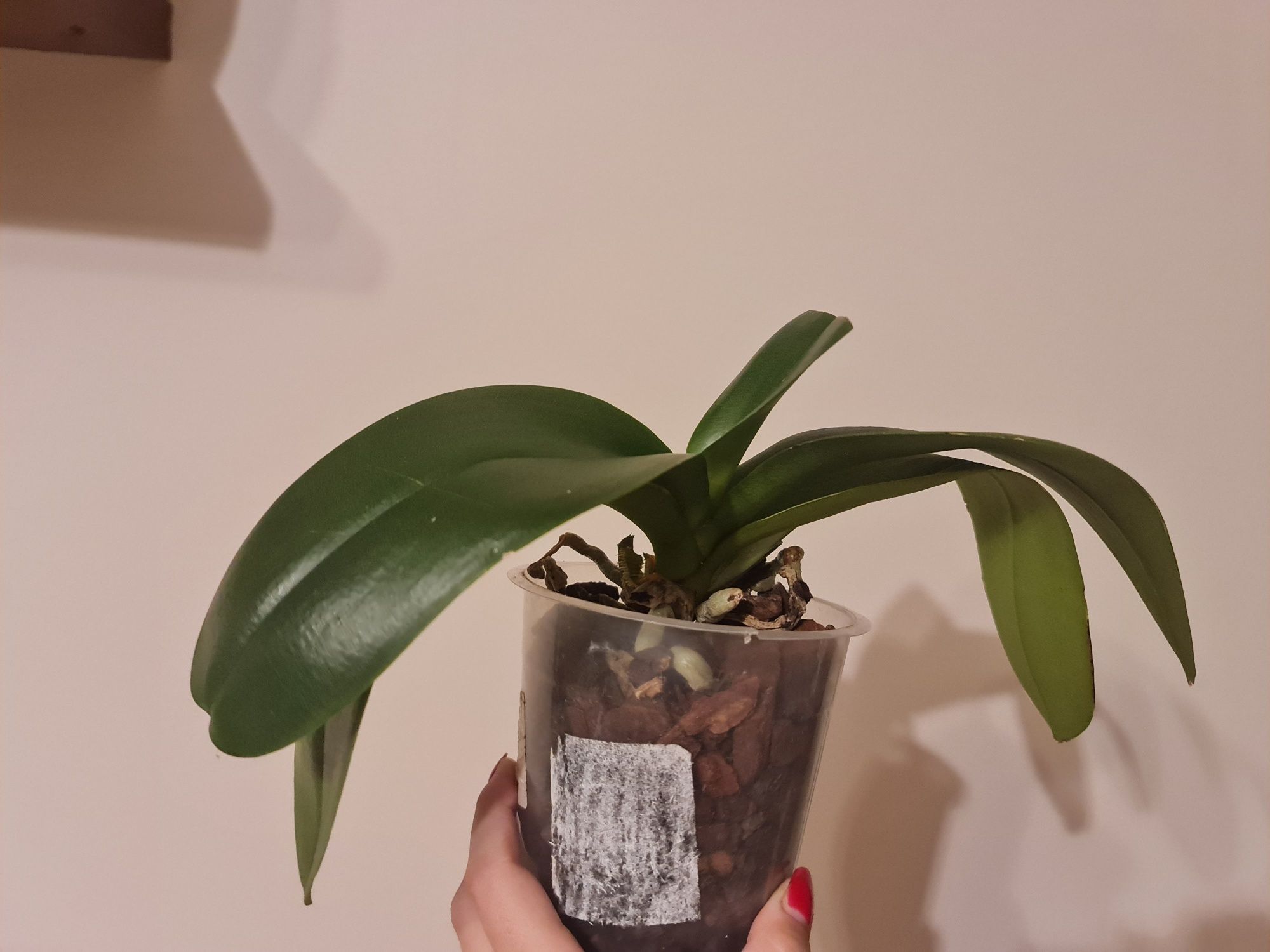 Phalaenopsis Big Lip Aprilion