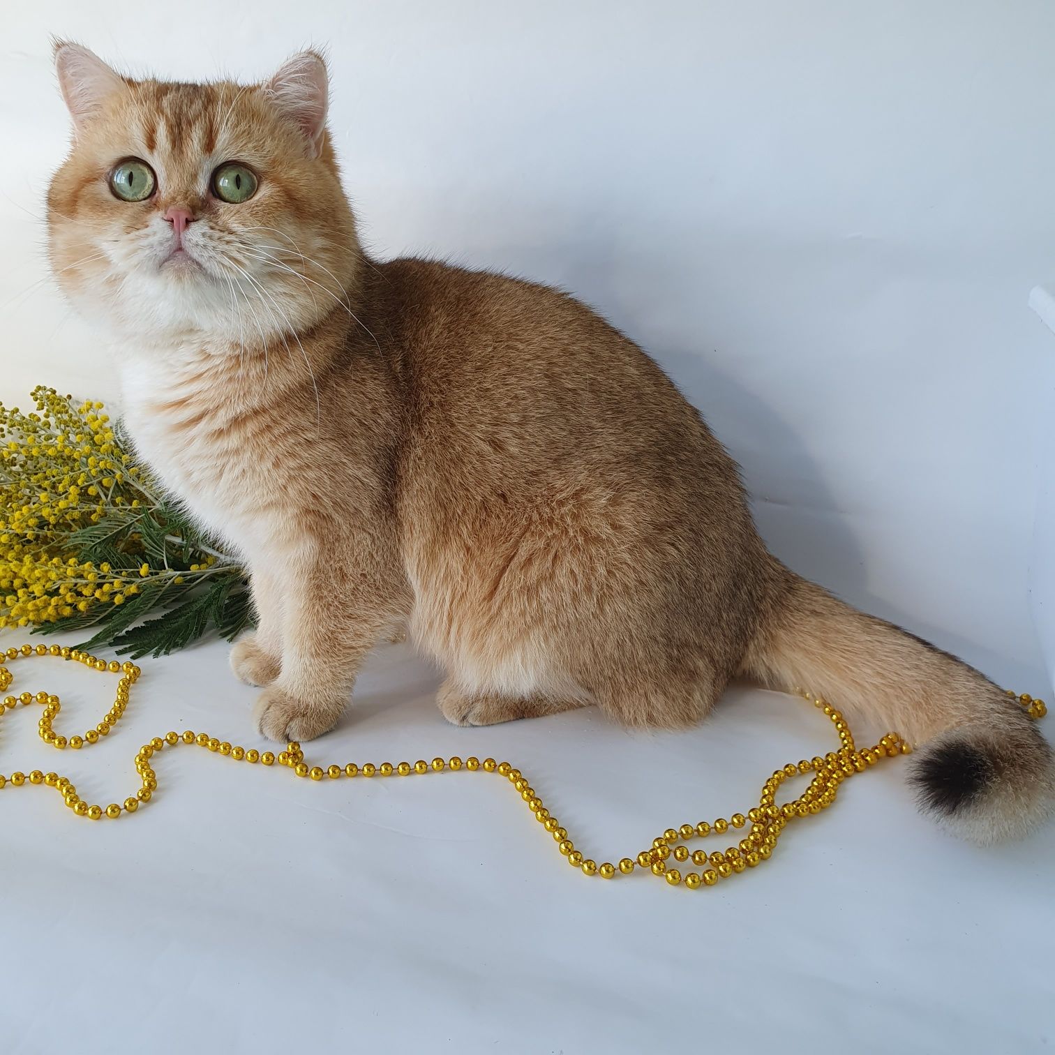Котик два года, развязан, не метит британец, золотая шиншилла Киев