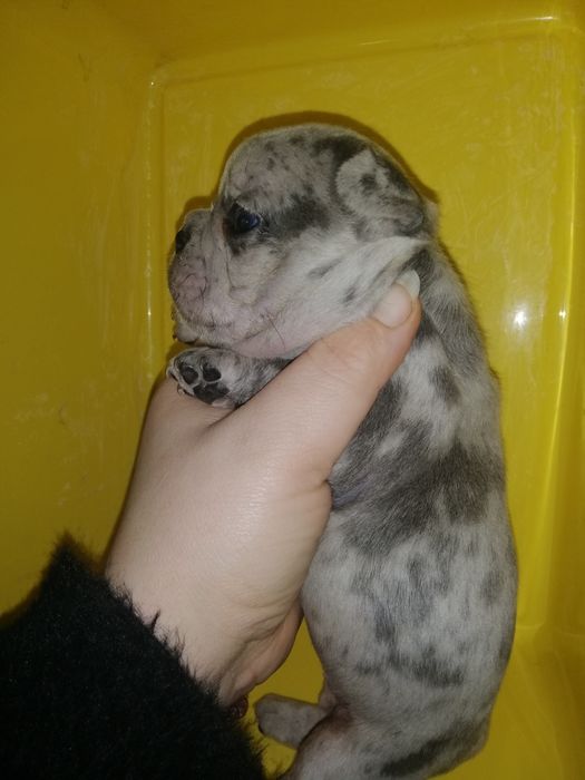 Французики Чистокровні хлопчики та дівчатка є доставка з рук в руки