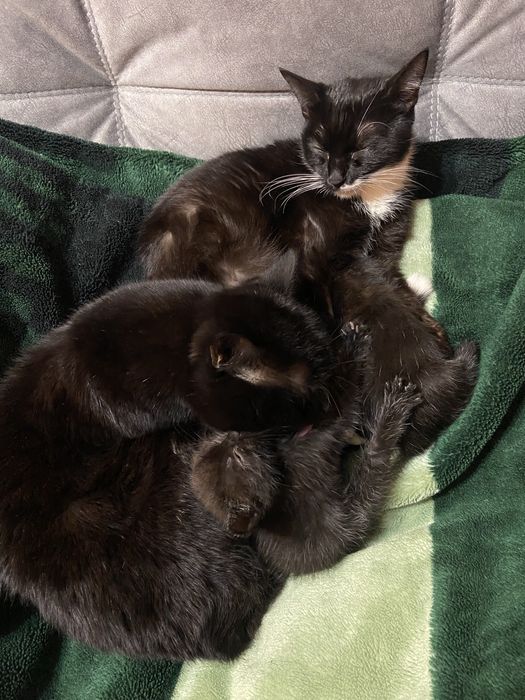 Отдам котят (кот и кошка)