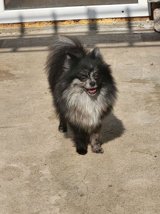 Pomeranian suczka Blu Merle