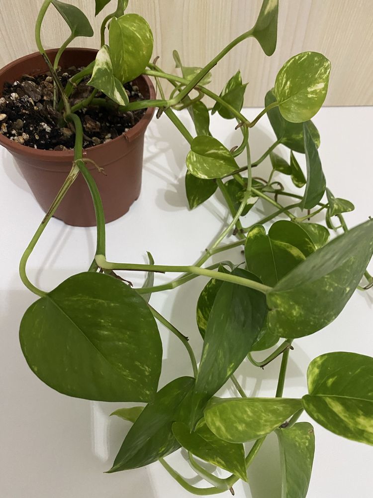 Planta Jiboia | Epipremnum aureum | Pothos