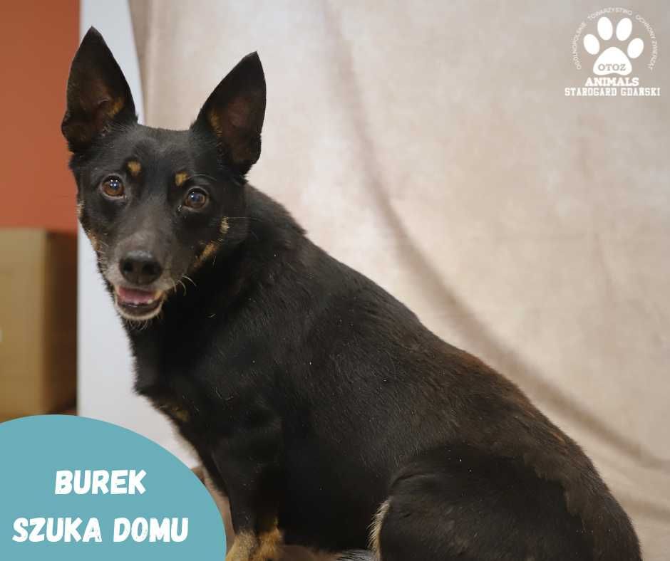 Mały Burek szuka domu
