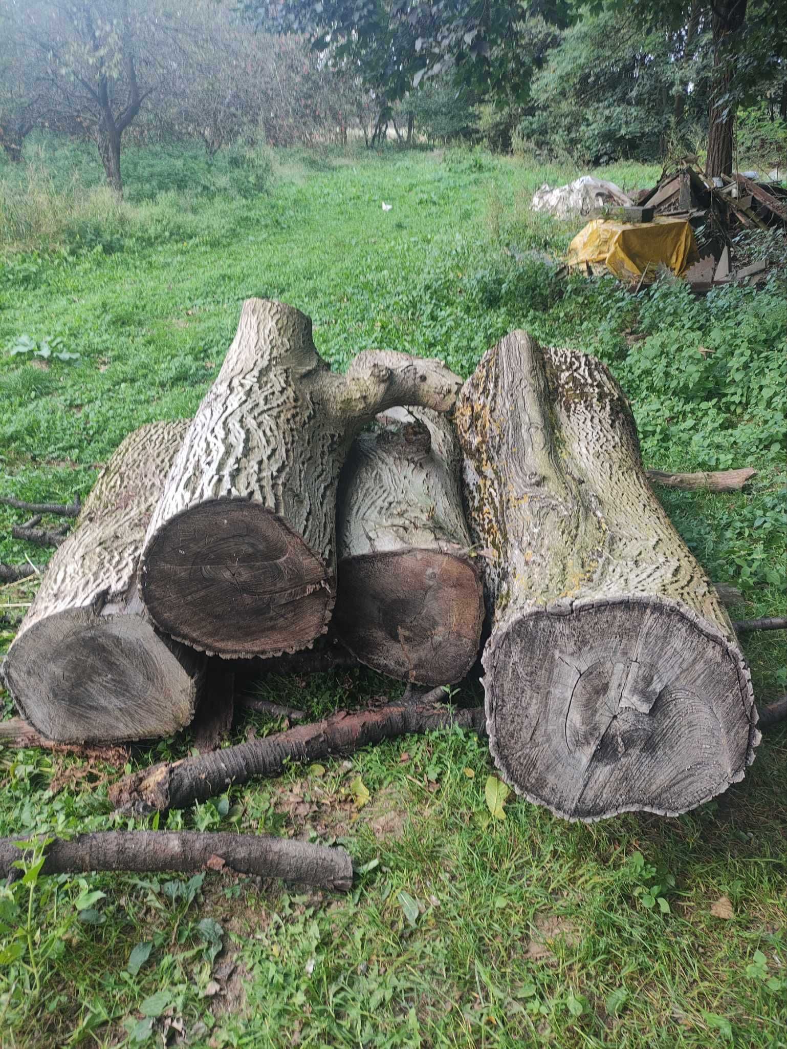 Kawałki drewna orzecha włoskiego