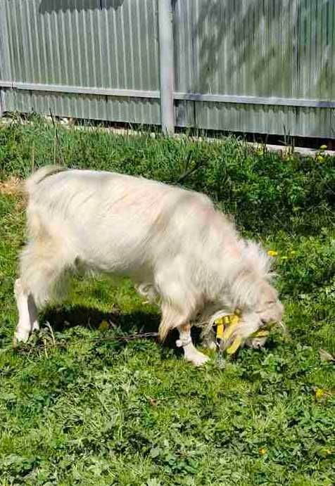 Супер цап продам. або обміняю на сіно, зерно