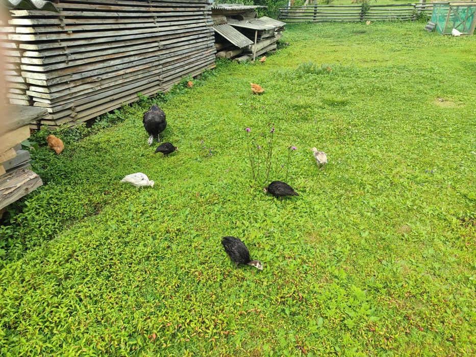 Індичата домашні