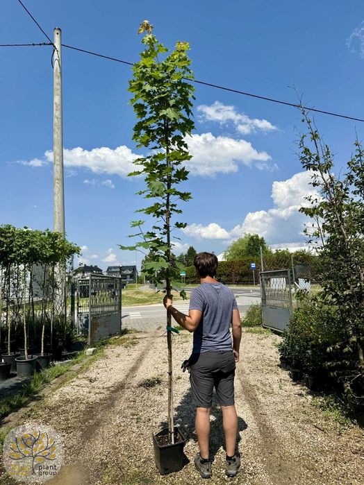 Acer platanoides, Klon pospolity, obwód 6-8cm, 12-14cm, wys. 300-400cm
