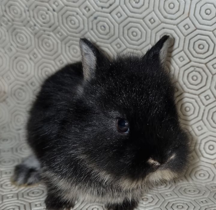 Coelhos anões de raça pura vacinados