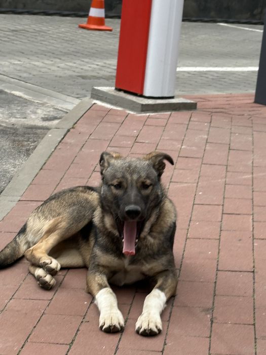 Лапа шукає дім цуценя щенок собаксука в добрі руки самка стерилізована