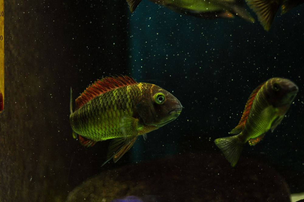 So 25 disponíveis Ciclideos africanos Tropheus kasanga (red rainbow)