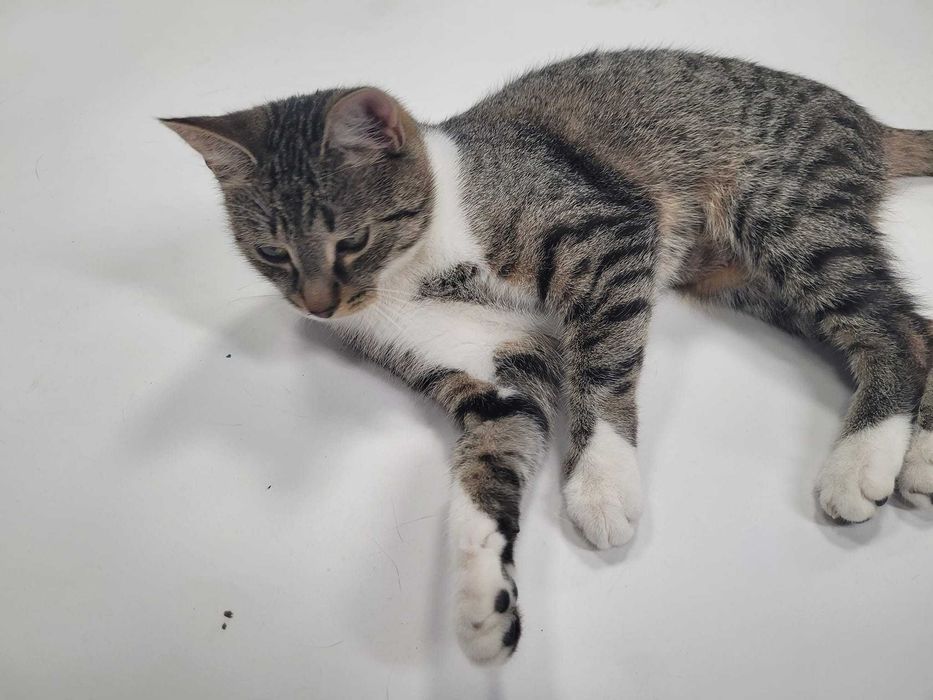 Kotka Osinka po urazie kręgosłupa szuka troskliwego domu.