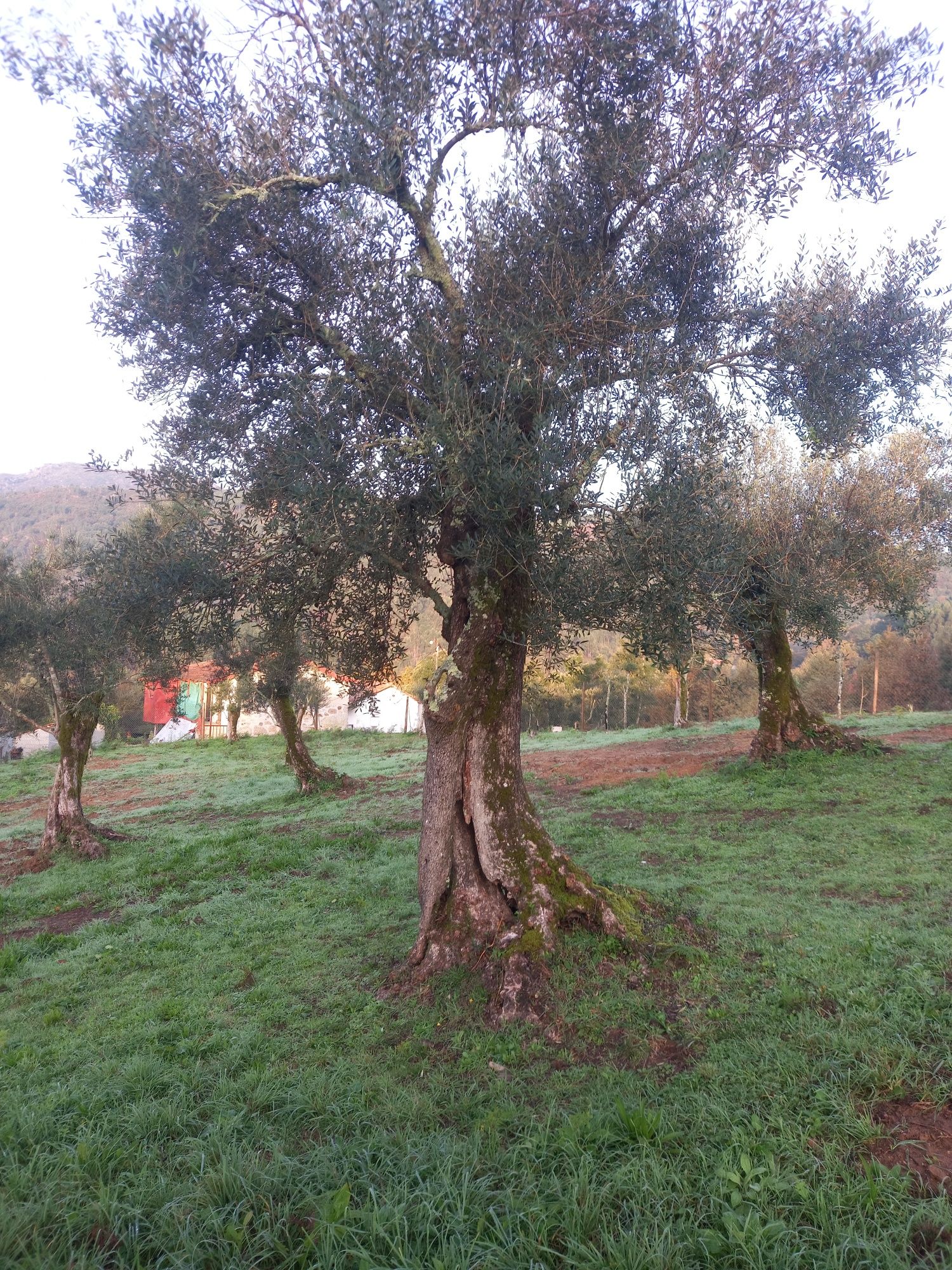Oliveiras grande porte