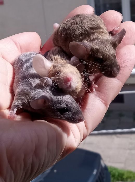 Myszy japońskie myszki rasowe samica,samiec mysz myszka