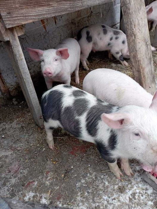 Продам поросят..