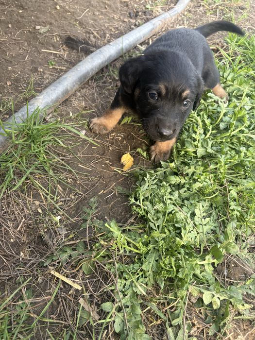 Slodkie misie oddam za darmo