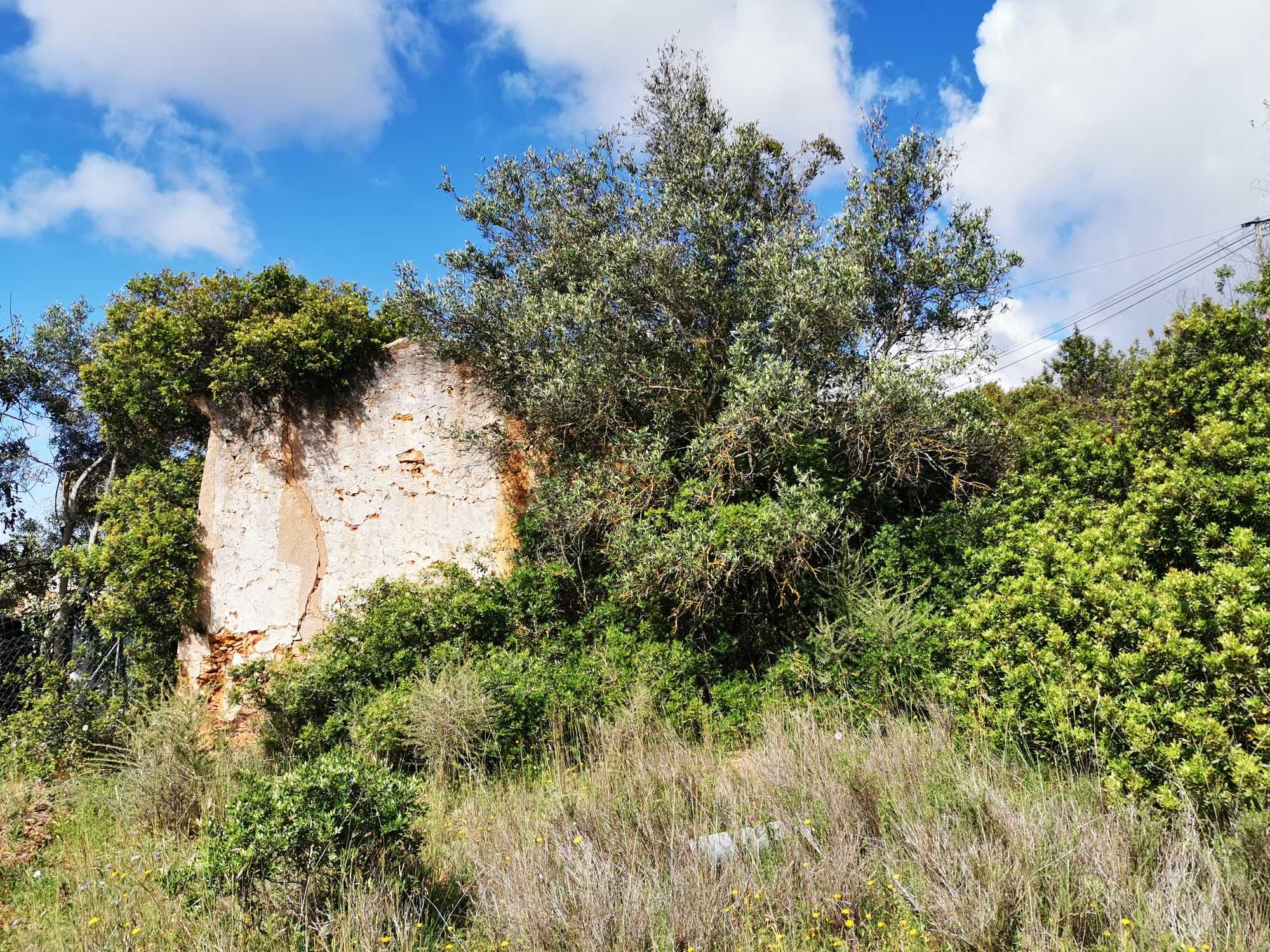 Limpeza de terrenos,desmatações /Landscape clearance,landscape changes