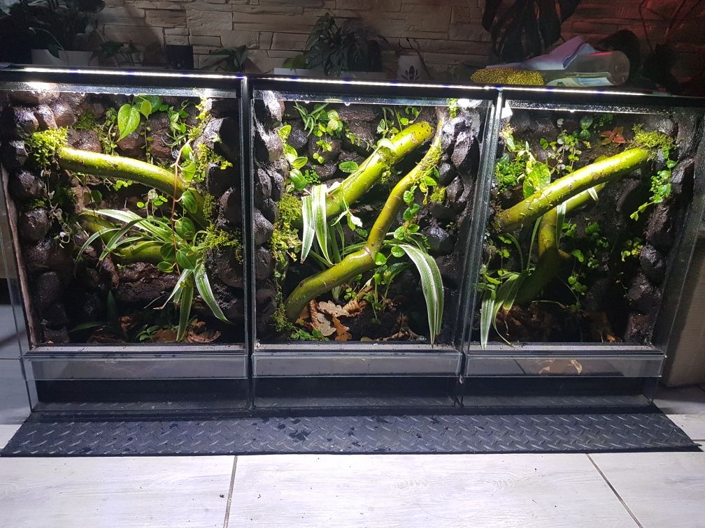 Terrarium tropikalne paludarium vivarium gekon