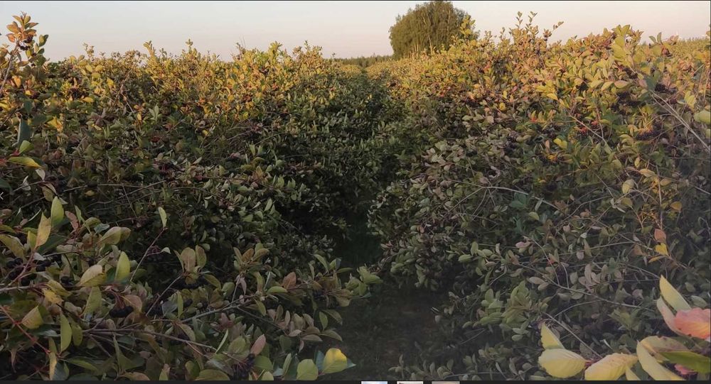 Sok z Aronii 100% 2x3 Litry