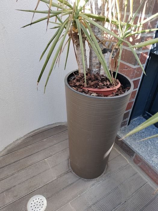 Conjunto vasos e plantas