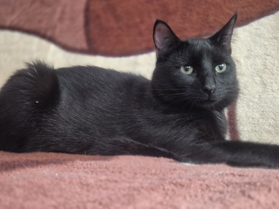 Roczny kocurek Szmaragd do pilnej adopcji