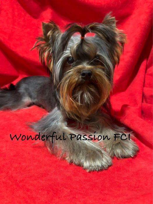 York, Yorkshire terrier FCI ZKwP