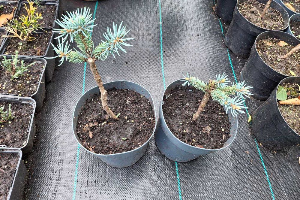 Сосни "Mops","Winter Gold","Watereri",ялини "Glauca Globosa","Inversa"