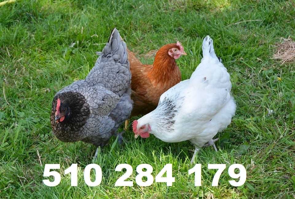 Kury Nioski Kurczęta ODCHOWANE