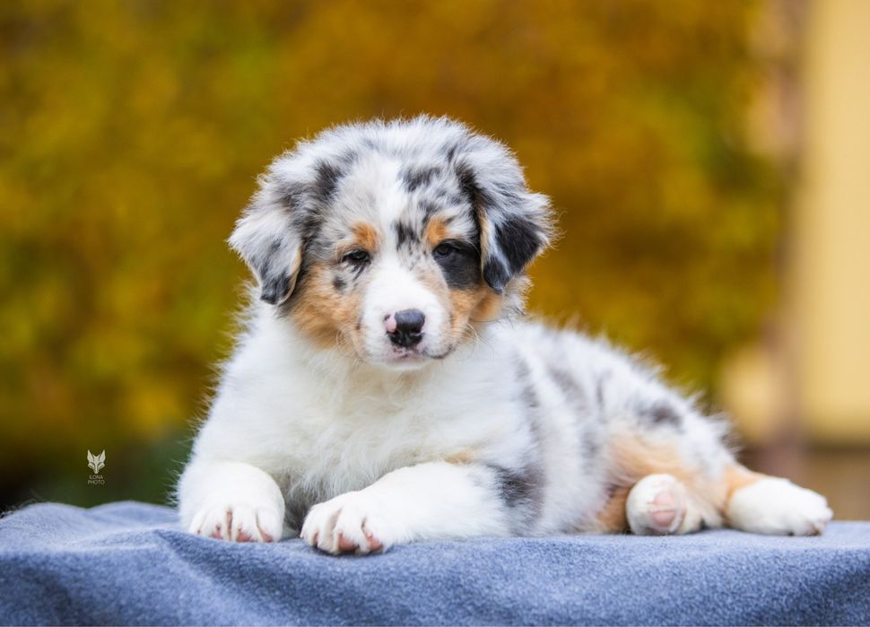 Хлопчик блакитний мармур (НБТ) Австралійська Вівчарка (ауссі) - ФЛІНТ