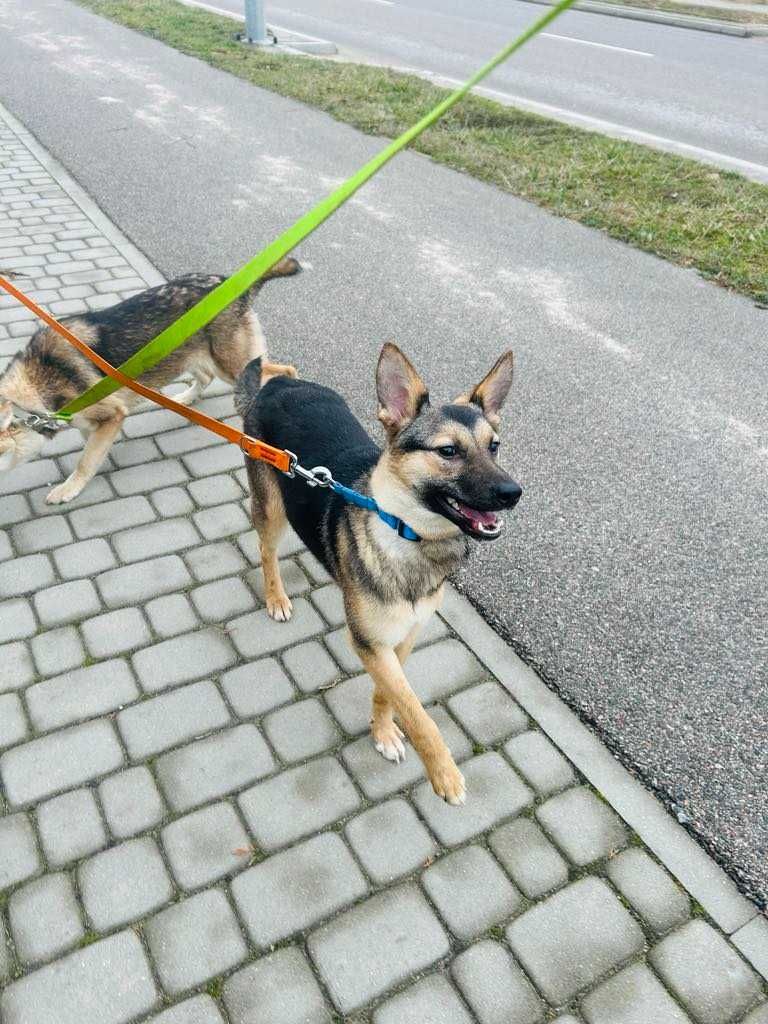 Zabawowa Raga w wieku 10 miesięcy szuka domu