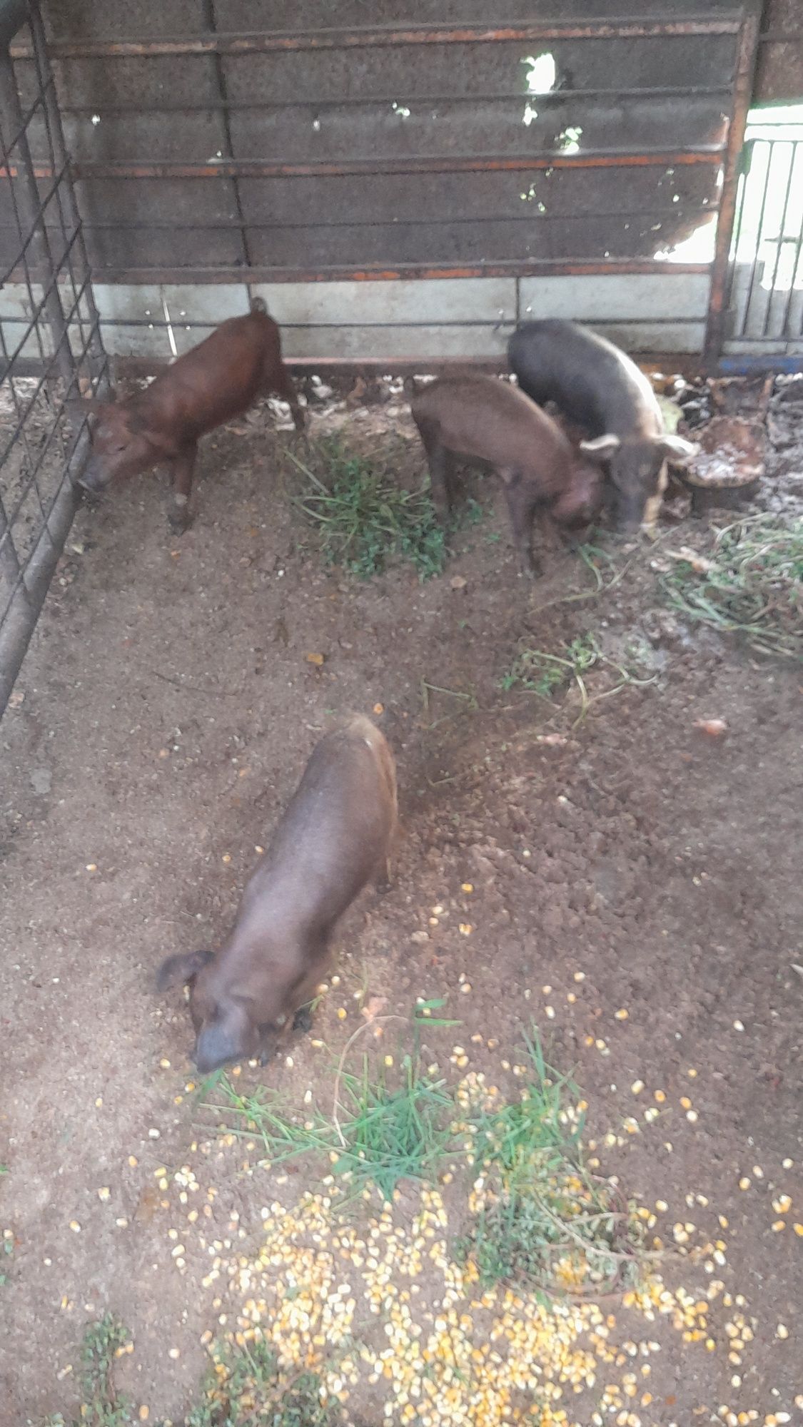 Porcas raça média para venda