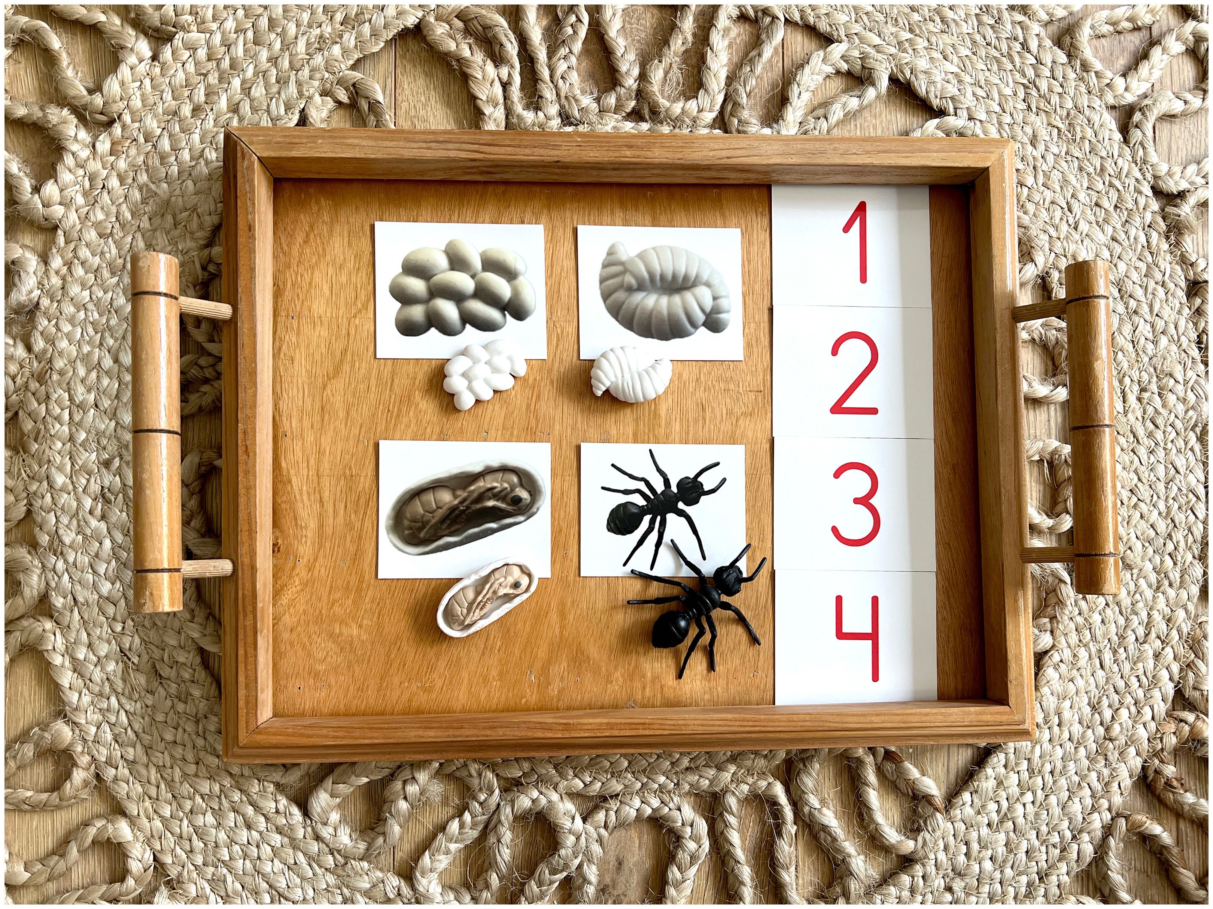 Ciclo de Vida- Formiga - Montessori