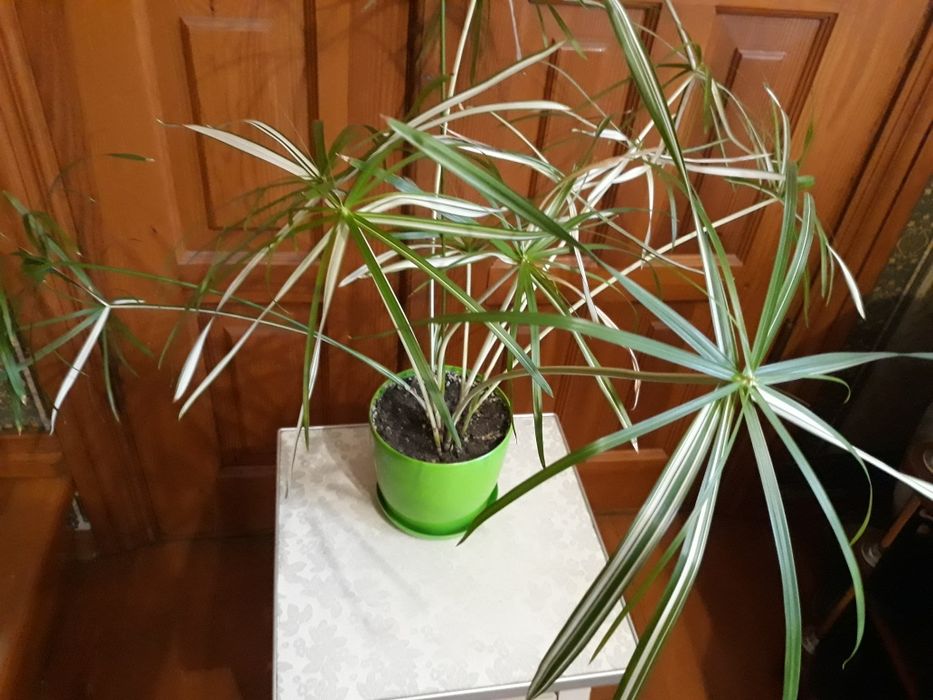 Циперус вариегатный