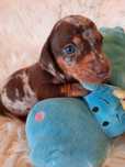 **JAMNIK MINIATUROWY ** piesek choco merle do rezerwacji